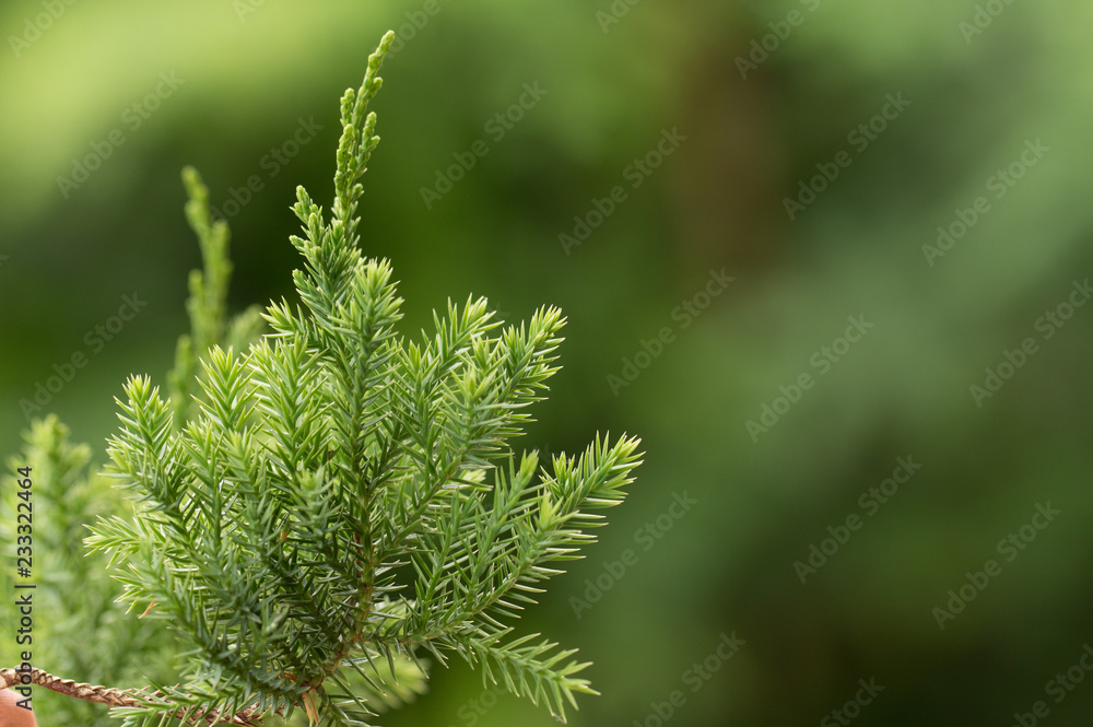 Pine tree, Evergreen juniper background. Christmas and Winter wallpaper Pine tree, Evergreen juniper background. Christmas and Winter wallpaper