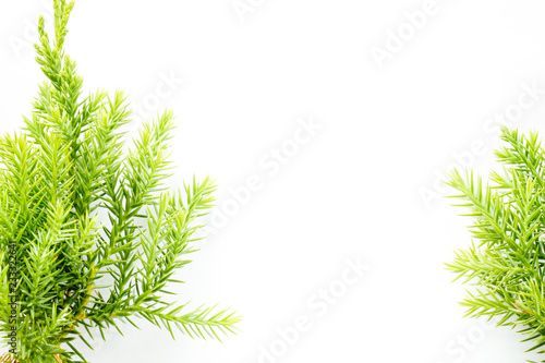 juniper, Thuja twig Christmas border on white background