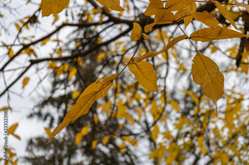 Laub im Herbst in schönen Farben photo