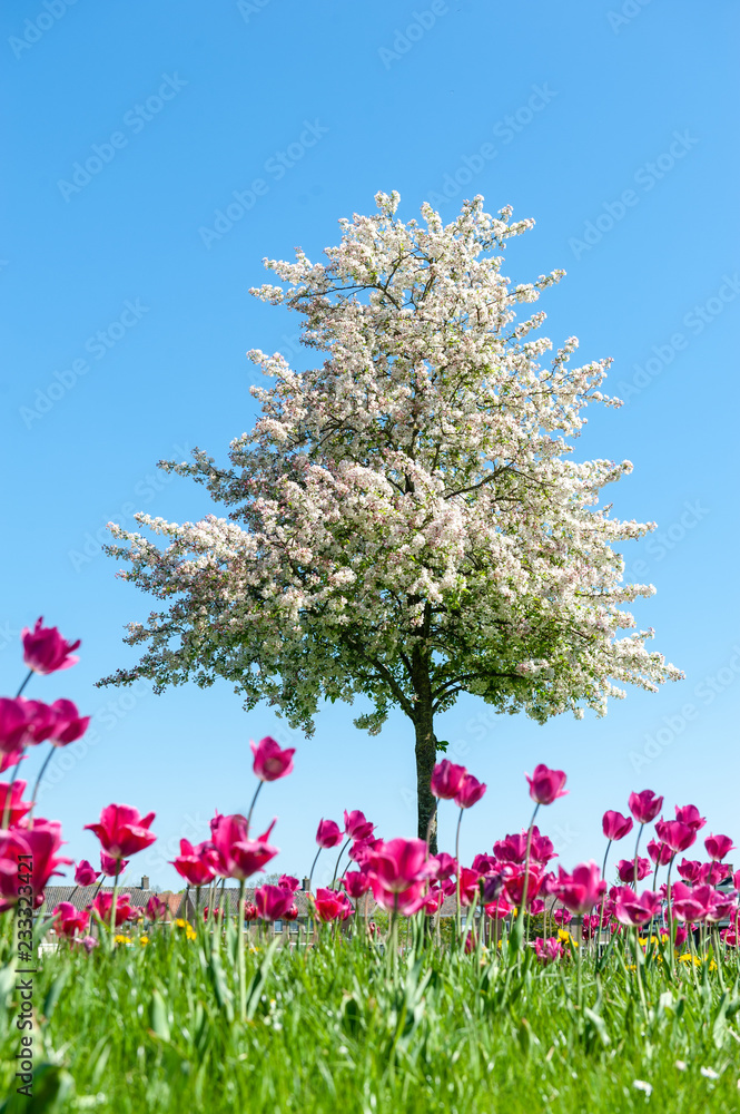 Close-up of a group of tulips on the fortified walls of the city of Dokkum, the netherlads. Spring 2018.