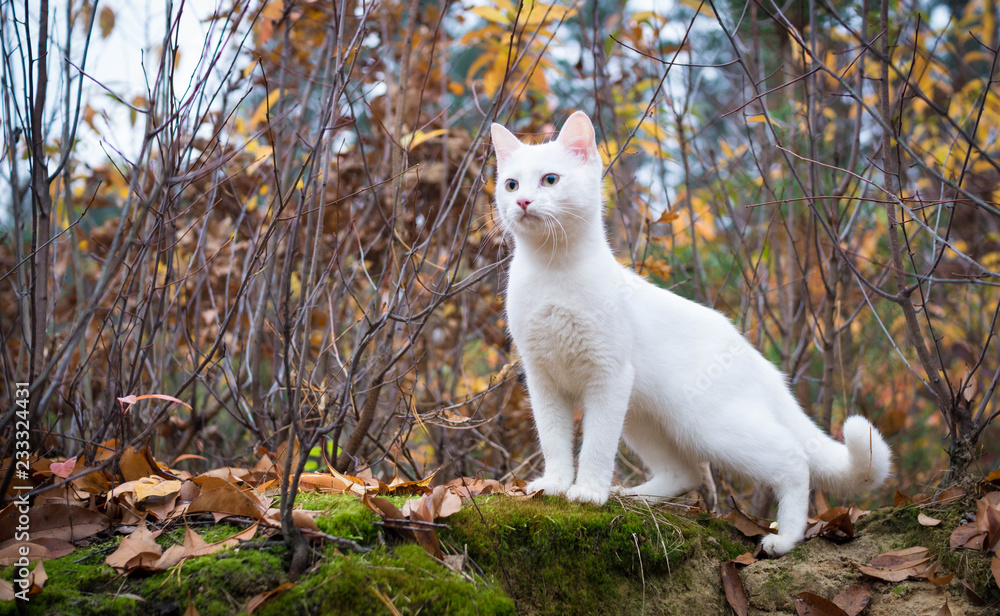 Obraz premium Beautiful white cat for a walk in the autumn forest.