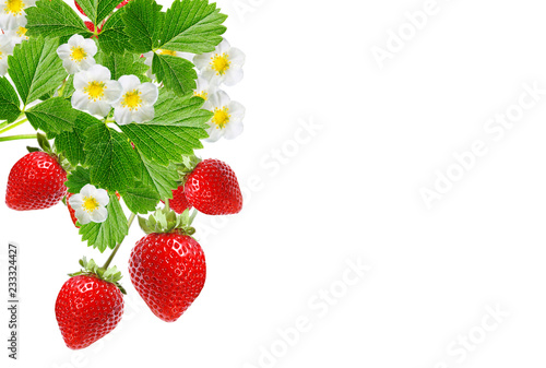ripe fresh garden appetizer strawberries