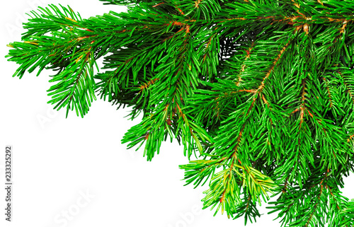 Fir branch isolated on white background