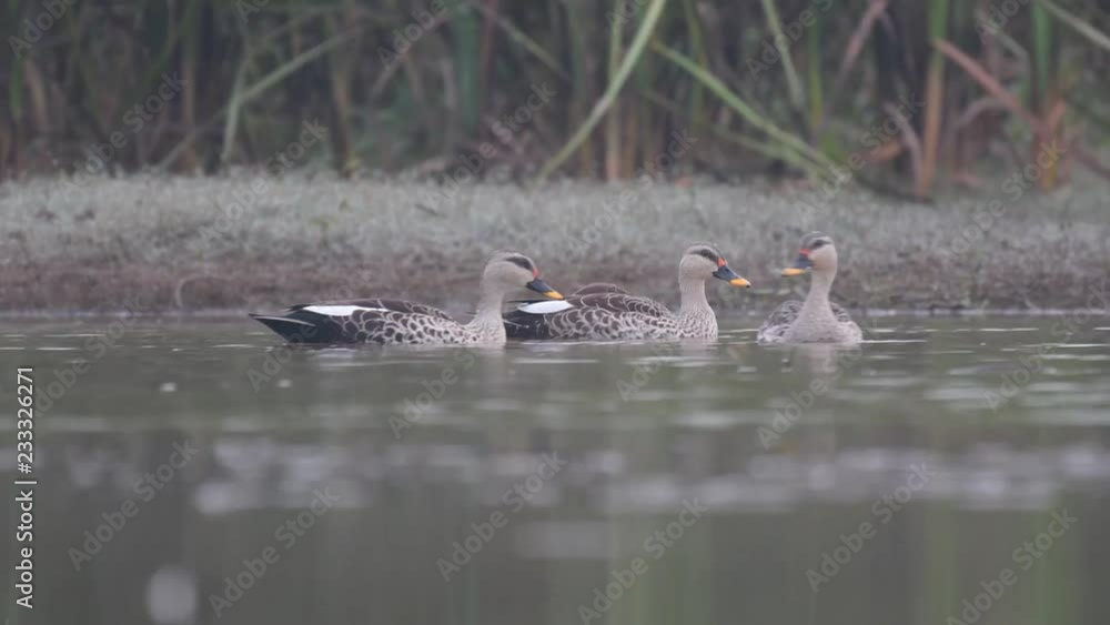 Flock of Spot billed Duck Flock of Spot billed Duck