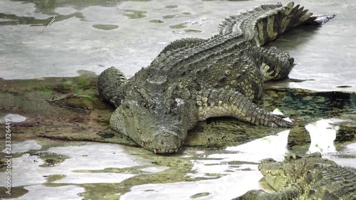 crocodile