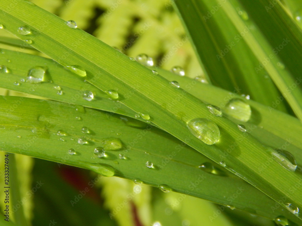 Raindrops in the grass. Nature photography Raindrops in the grass. Nature photography