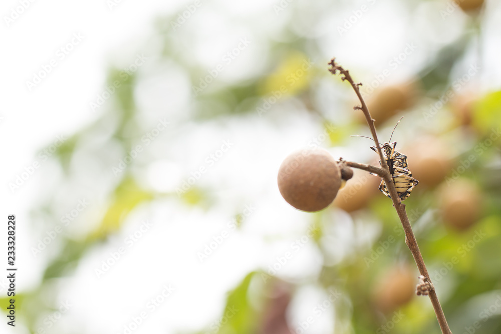Obraz premium Shield bugs, also known as stink bugs