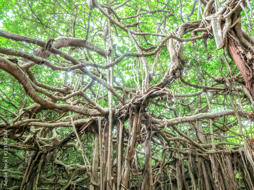 Obraz premium Sai Ngam Banyan tree in Phimai district, Nakhon ratchasima, Thailand