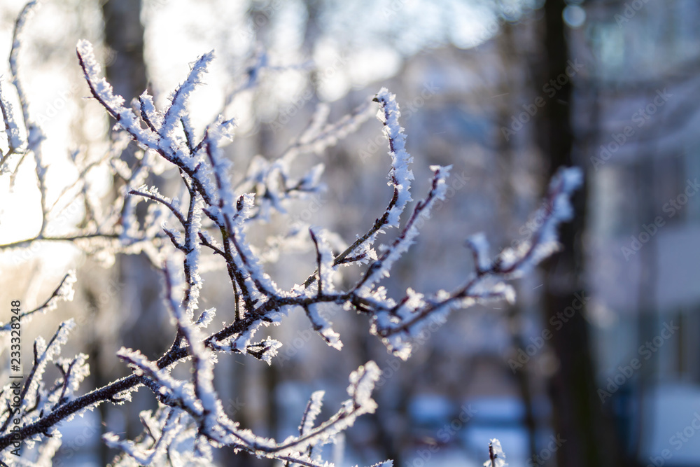 Spruce branches in the snow in the cold