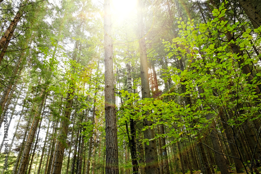 Naklejka premium Forest with sunlight.