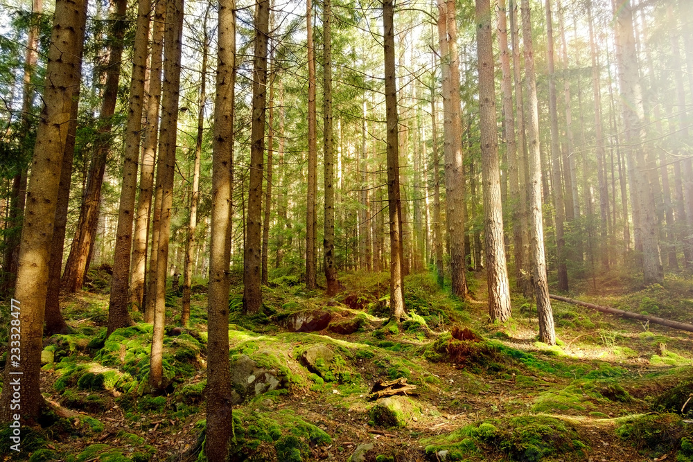Obraz premium Forest with sunlight.