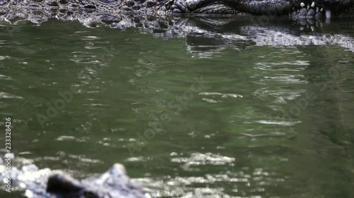 crocodile