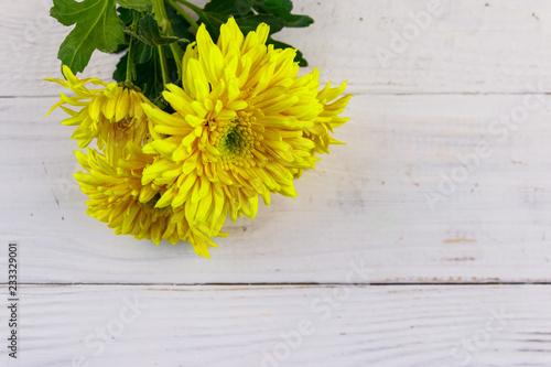 Yellow chrysanthemums on white wooden background. Top view, copy space
