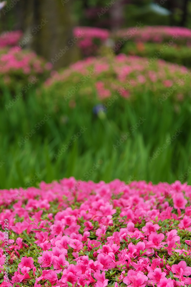 Fototapeta premium colorful flower in garden. Natural background