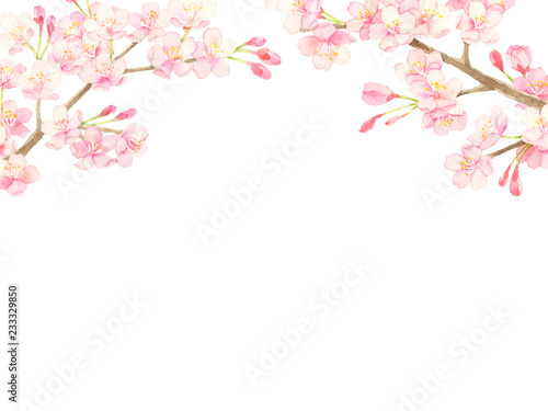 桜　水彩イラスト © perori