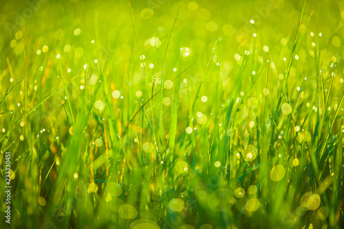 The grass in the morning