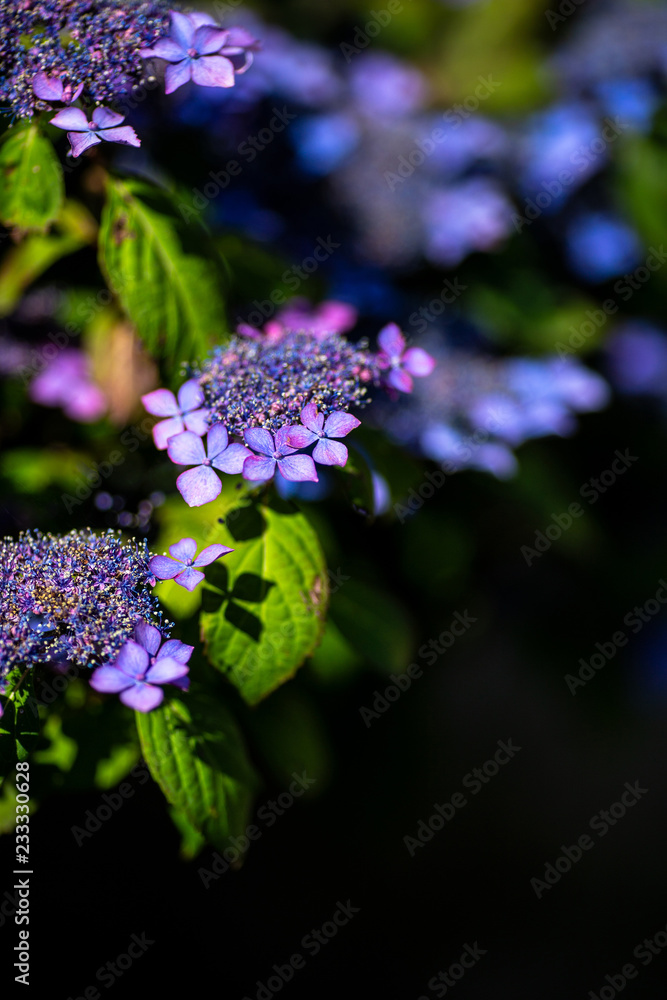 紫の紫陽花：船岡城址公園