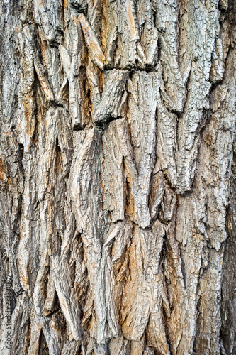 Old wooden tree bark texture