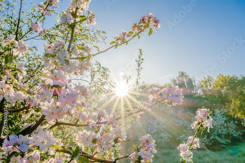 Pink sakura flowers in beatiful morning, spring blossoming cherry tree branch and sun shine through trees.