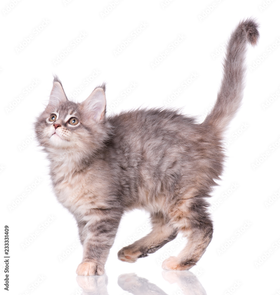Maine Coon kitten 2 months old. Cat isolated on white background. Portrait of beautiful domestic kitty.