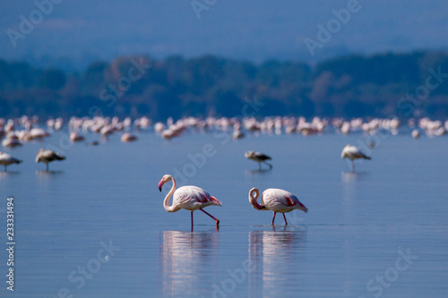 PINK FLAMINGOS RESTING IN A LAKE ON A SUNNY DAY