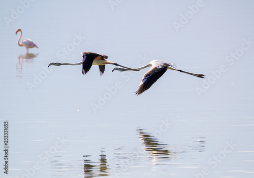 TWO FLAMINGOS FLYING OVER A LAKE IN FORMATION