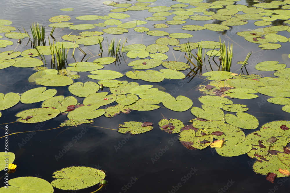 Leaves of lilies on the water. Photo swamp. Russia. Yellow lilies on the water. Leaves of lilies on the water. Photo swamp. Russia. Yellow lilies on the water.