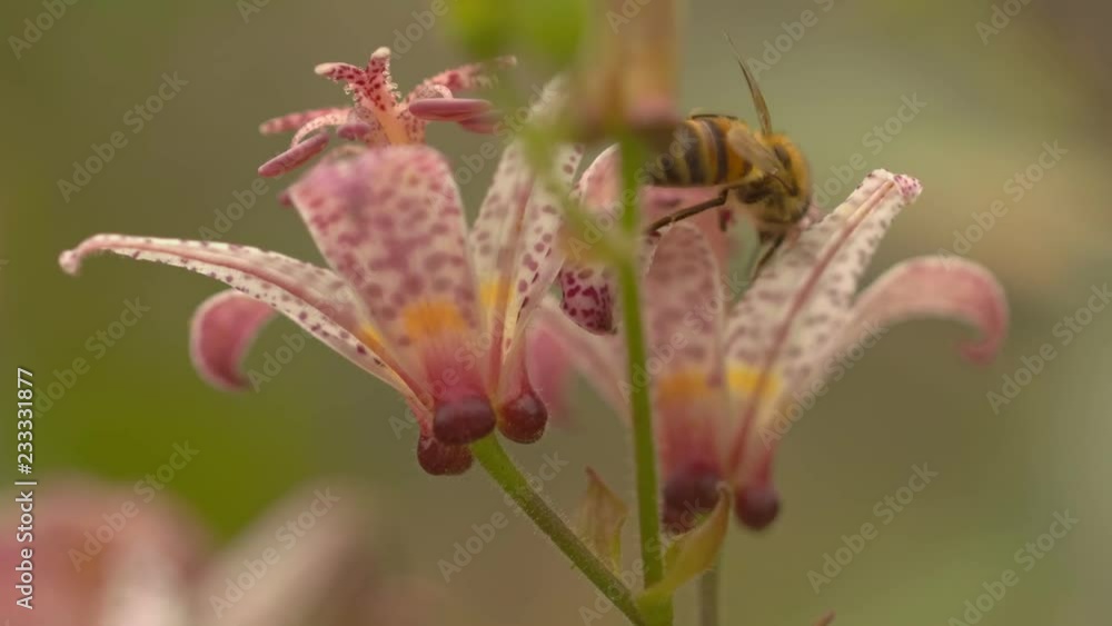 Pulling focus on a bee picking pollen, harvesting nectar on a flower Pulling focus on a bee picking pollen, harvesting nectar on a flower