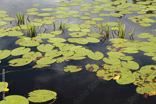 Leaves of lilies on the water. Photo swamp. Russia. Yellow lilies on the water. © Anna