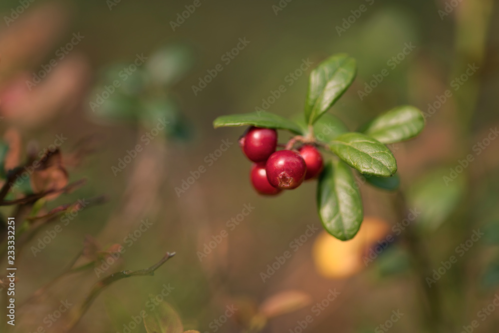 Obraz premium Vaccinium vitis-idaea (lingonberry, partridgeberry or cowberry)