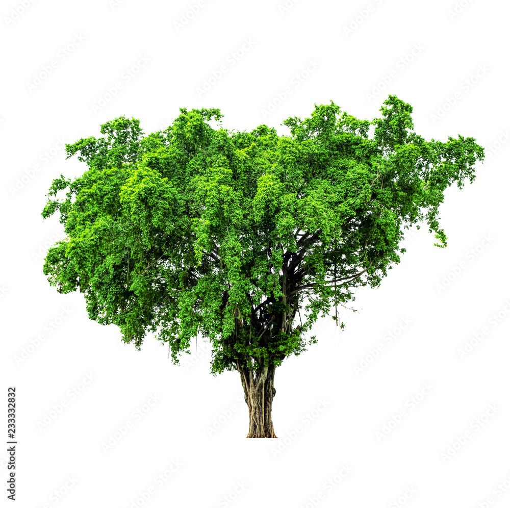green tree isolated on white background and clipping path. green tree isolated on white background and clipping path.