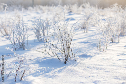 full of snow field with hoarfrost bushes in cold and sunny winter day © Vladimir Zlotnik