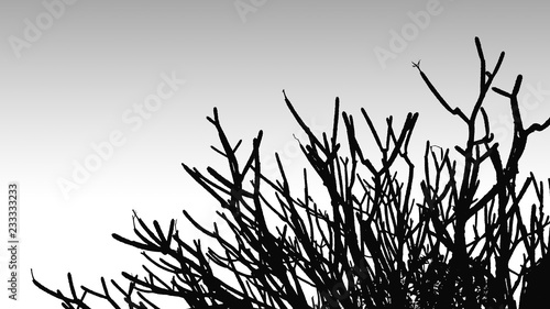 Black and white frangipani tree branches, Abstract style, Design for the background, Dead branches , Silhouette dead tree or dry tree on white background.