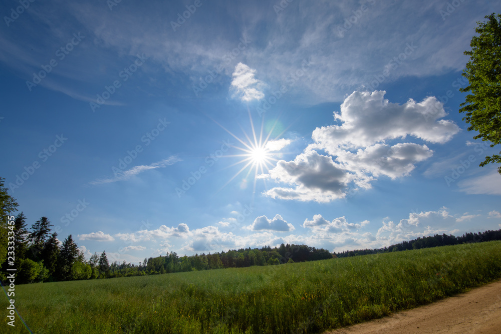 Obraz premium Sun star at a field in the summer