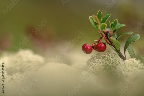 Arctostaphylos uva-ursi (kinnikinnick, pinemat manzanita, bearberry) photo