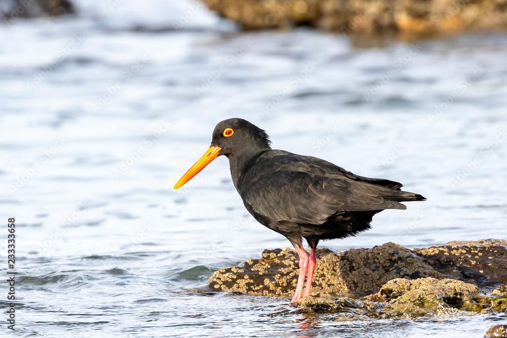 One african black oystercatcher feeding on the rocks One african black oystercatcher feeding on the rocks