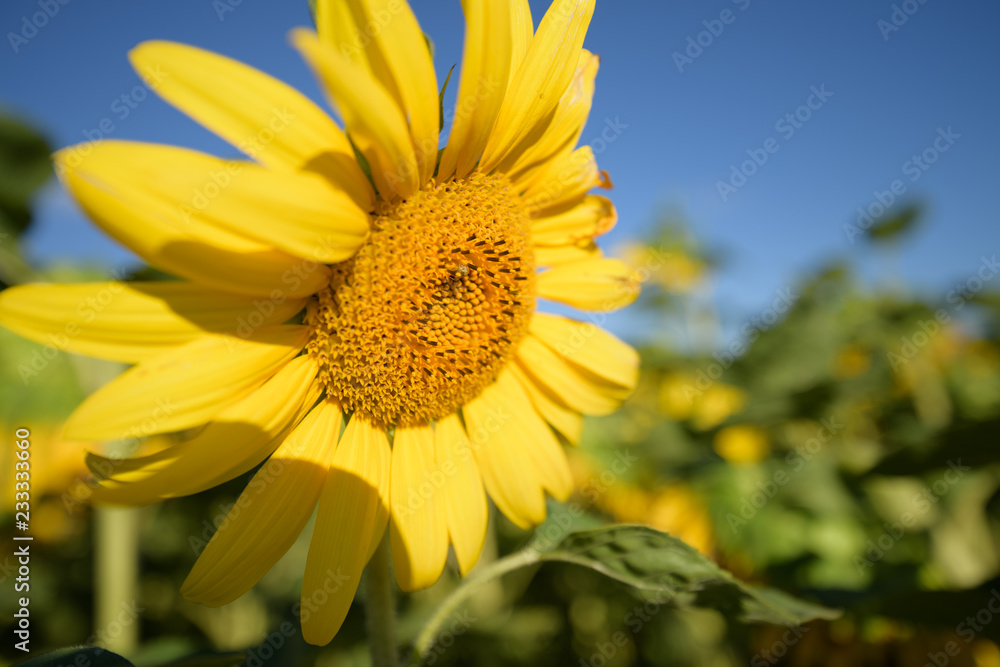 Big sunflower easily released in front of blue sky Big sunflower easily released in front of blue sky