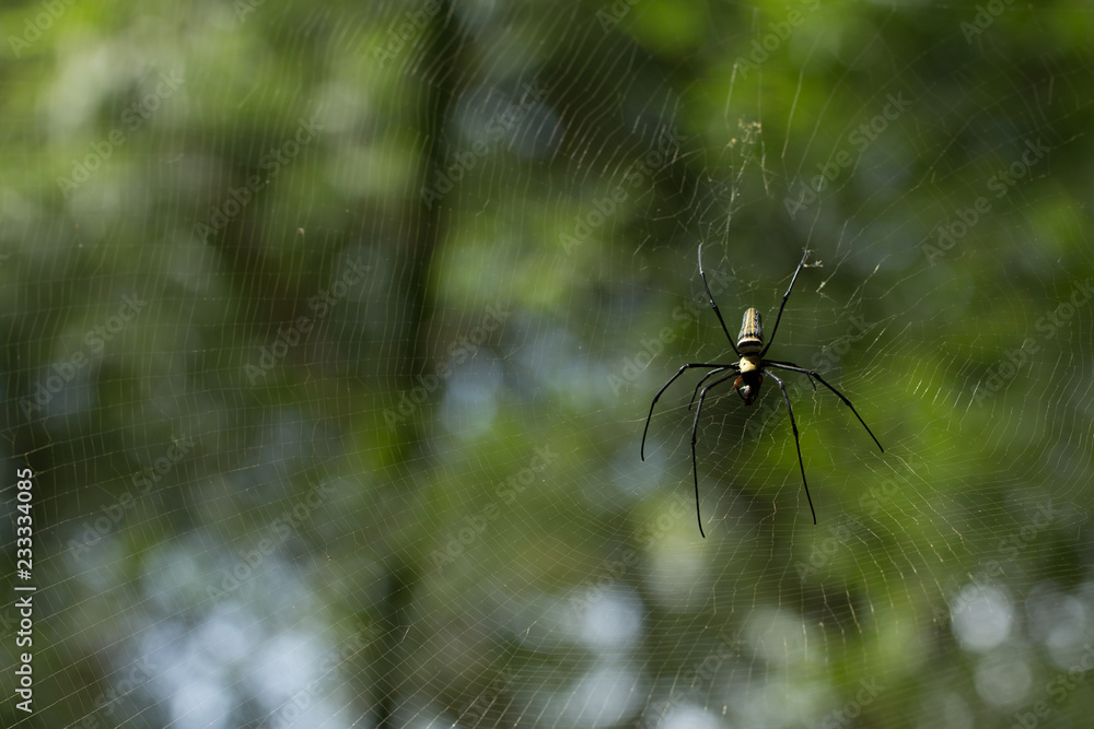 A spider on green blurred background A spider on green blurred background
