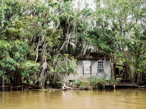 New Orleans Swamp
