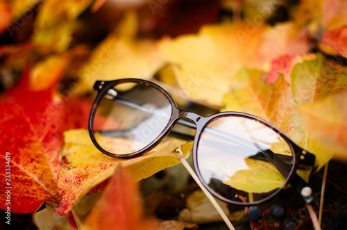 Rounded eyeglasses on autumn leaves
