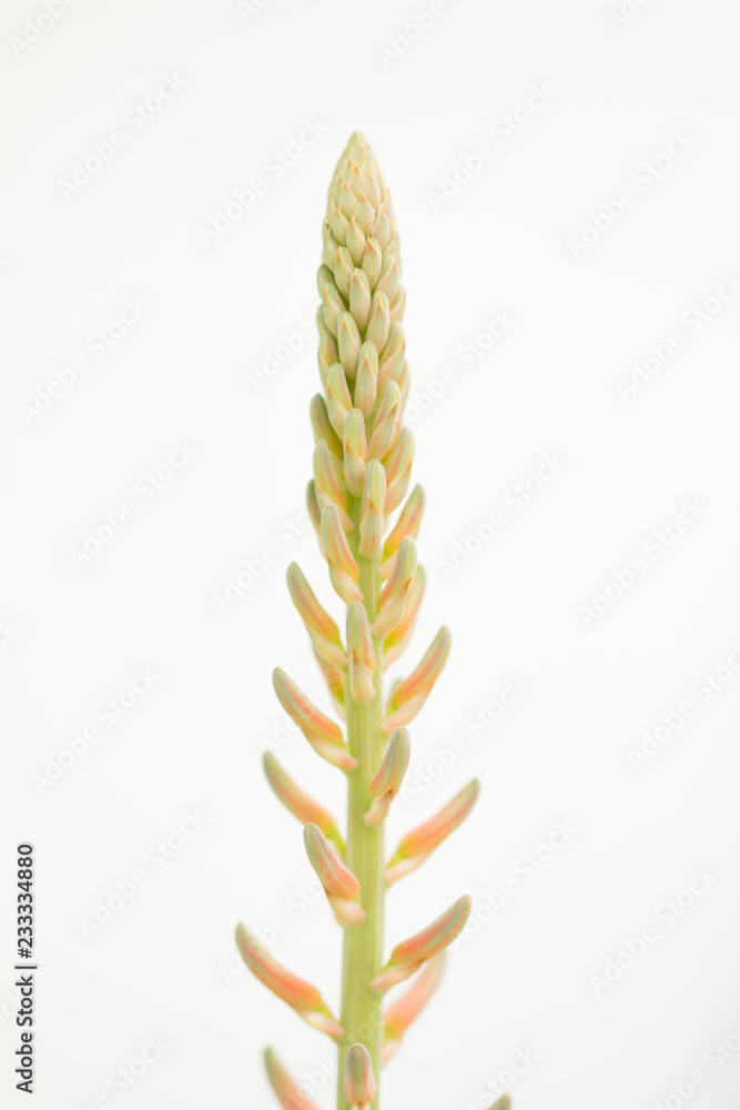 Aloe Vera flower Plant on white background Stock-Foto | Adobe Stock