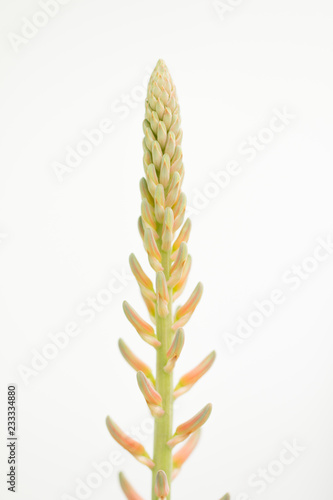 Aloe Vera flower Plant on white background