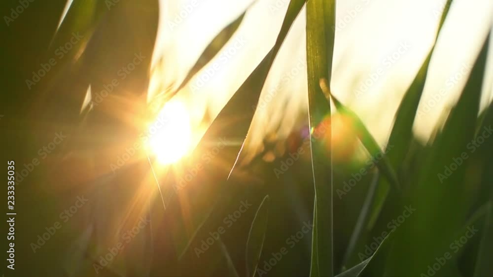 Sunny green grass in macro Sunny green grass in macro