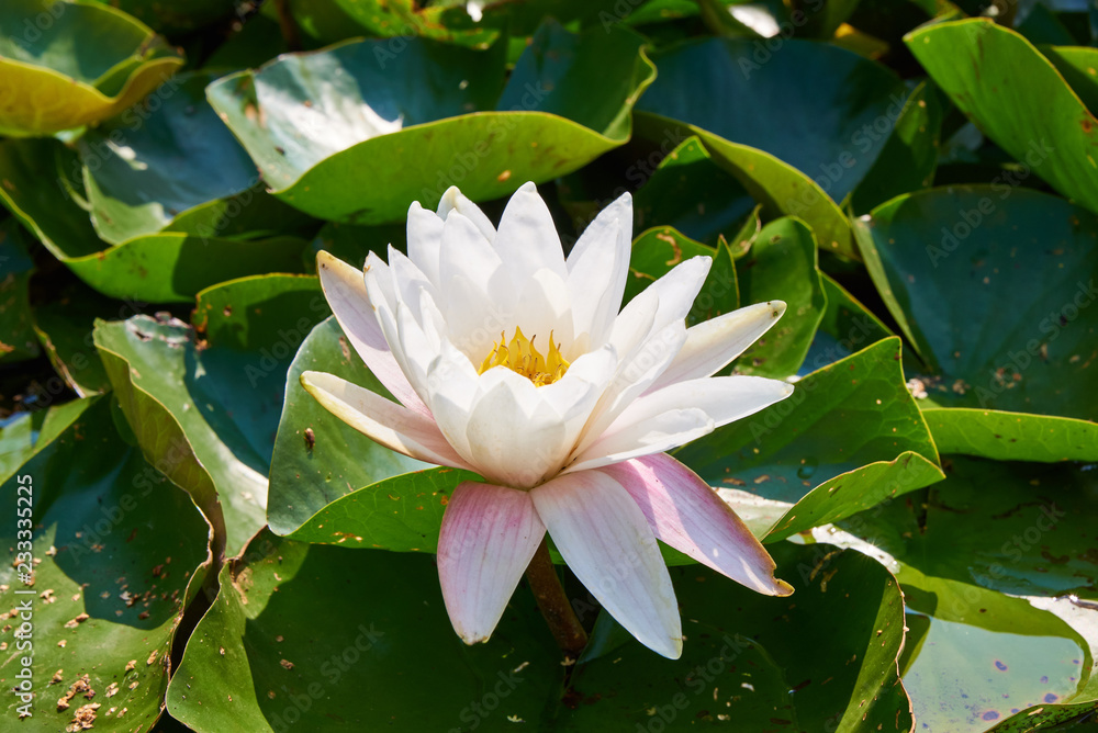 bright colorful flower of pink lotus in green leaves growing in pond, close up view bright colorful flower of pink lotus in green leaves growing in pond, close up view