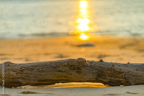 dry trunk pine tree on sand sea beach in evening sunset time. Reflection golden sun in water , background and texture, put your product on wood