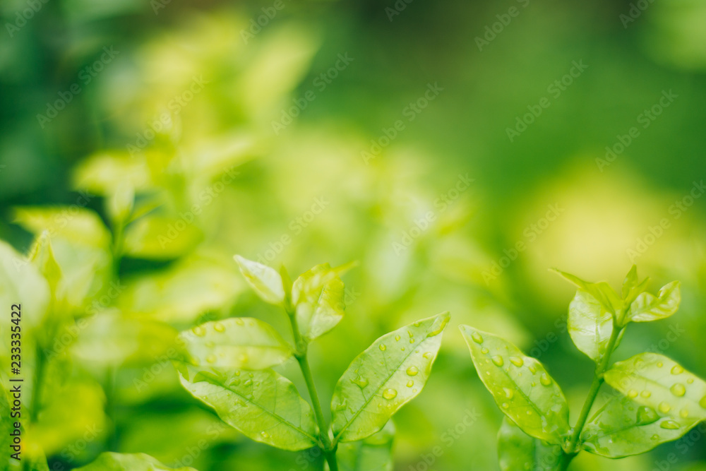 Green leaves and drops Green leaves and drops