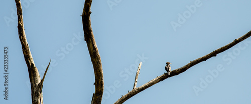 Bird rest at dried tree