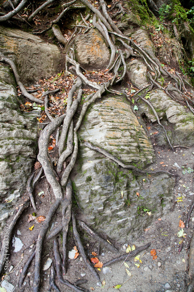 Tree roots growing above ground covering rock Tree roots growing above ground covering rock