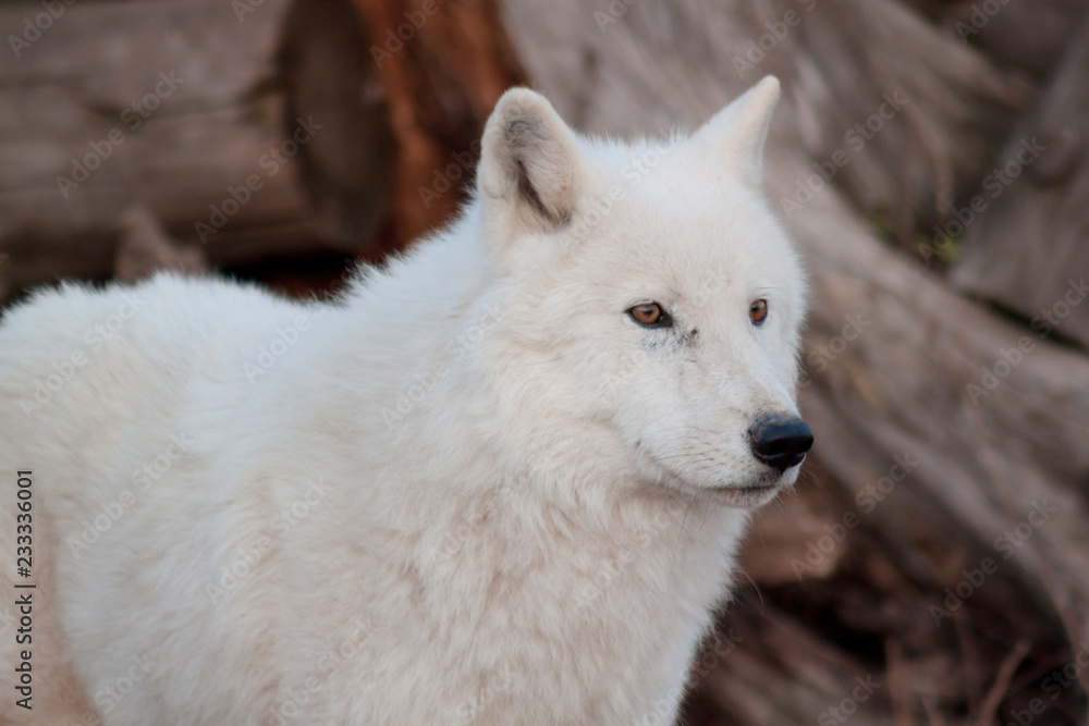 White alaskan tundra wolf close up. Canis lupus arctos. Polar wolf or white wolf. White alaskan tundra wolf close up. Canis lupus arctos. Polar wolf or white wolf.