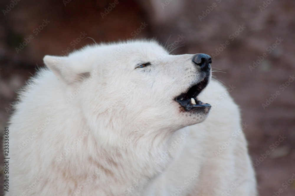 Wild alaskan tundra wolf is howling in response to other wolves. Canis lupus arctos. Polar wolf or white wolf. Wild alaskan tundra wolf is howling in response to other wolves. Canis lupus arctos. Polar wolf or white wolf.